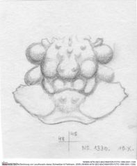 Historische Skizze/Zeichnung von Lecythocaris obesa (Schweitzer & Feldmann, 2009) (NHMW-AFW-GEO-BACHMAYER-FOTO-1990-0041-1330)